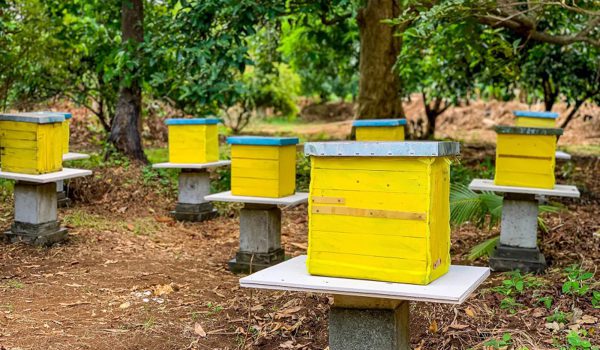 alphaland-balesin-honeybee-farm (1) alphaland-balesin-honeybee-farm (1)