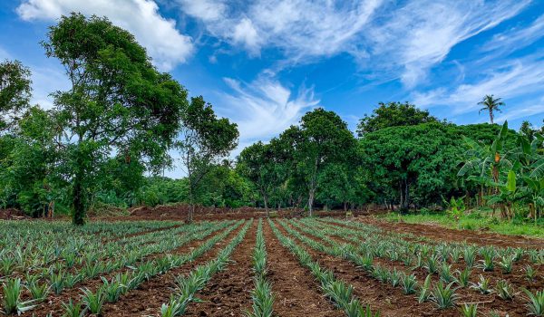 alphaland-balesin-pineapple-farm (1) alphaland-balesin-pineapple-farm (1)